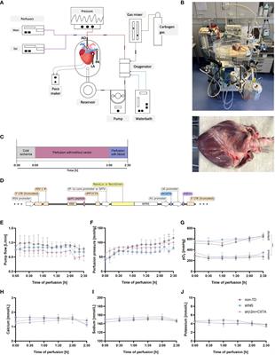 Heart immunoengineering by lentiviral vector-mediated genetic modification during normothermic ex vivo perfusion